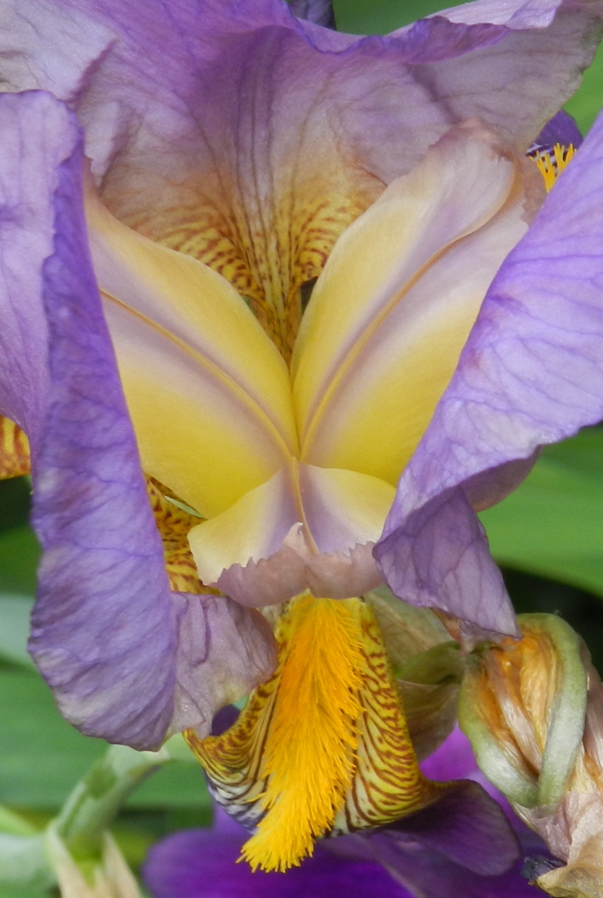 Fonds d'cran Nature Fleurs 