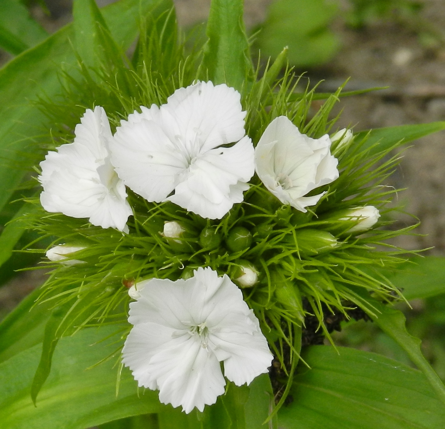 Fonds d'cran Nature Fleurs 