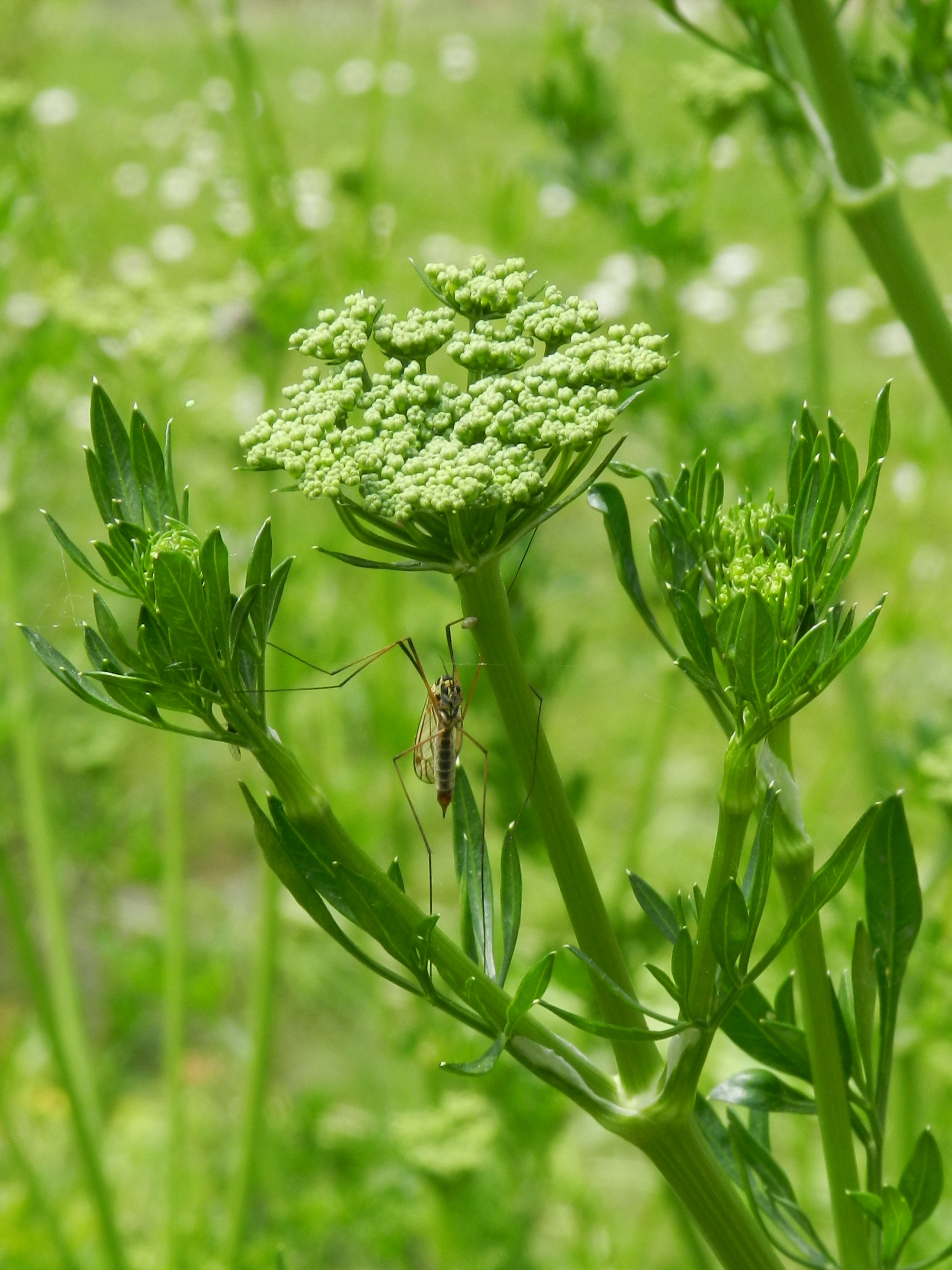 Fonds d'cran Nature Fleurs 