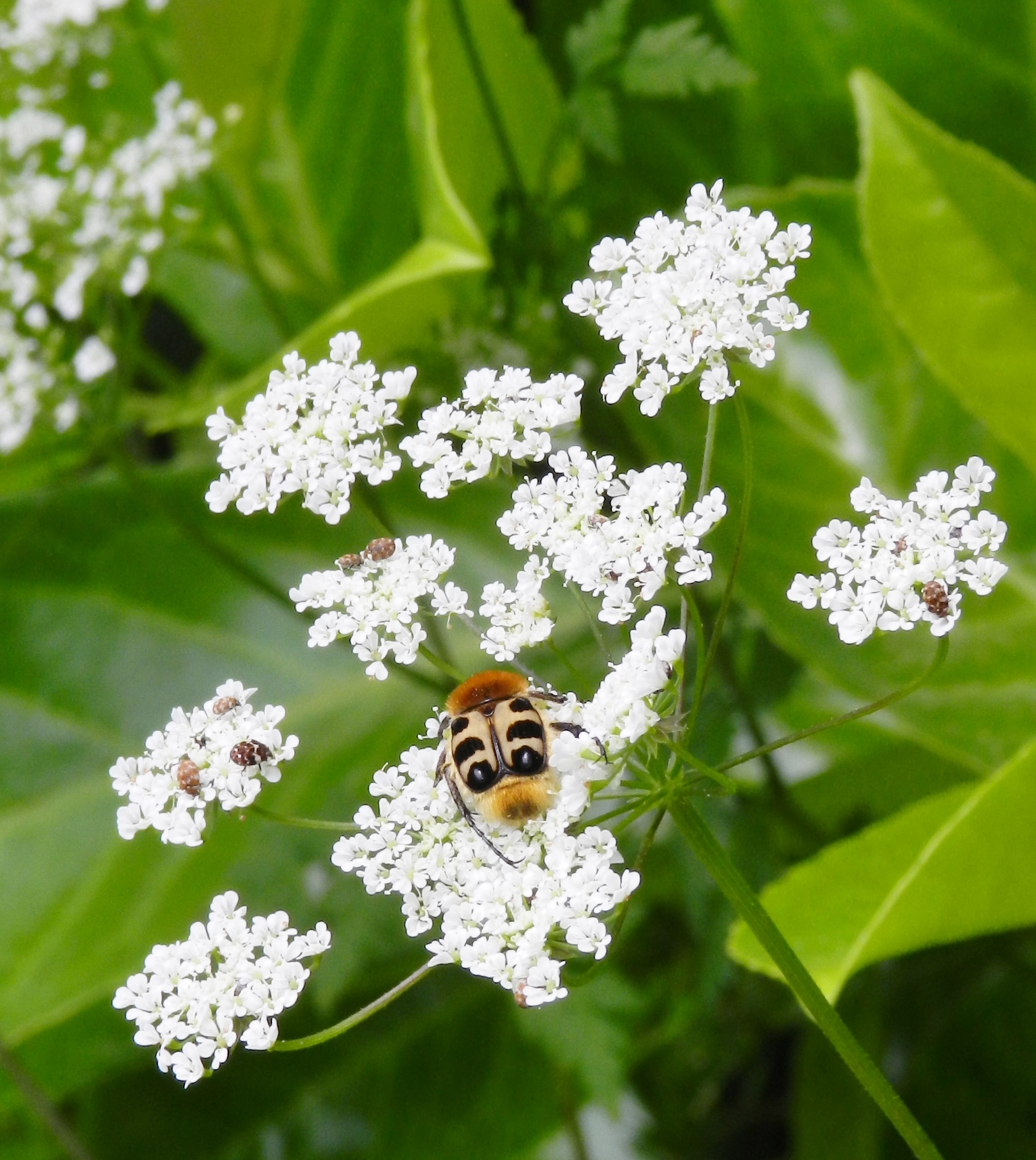 Wallpapers Nature Flowers 