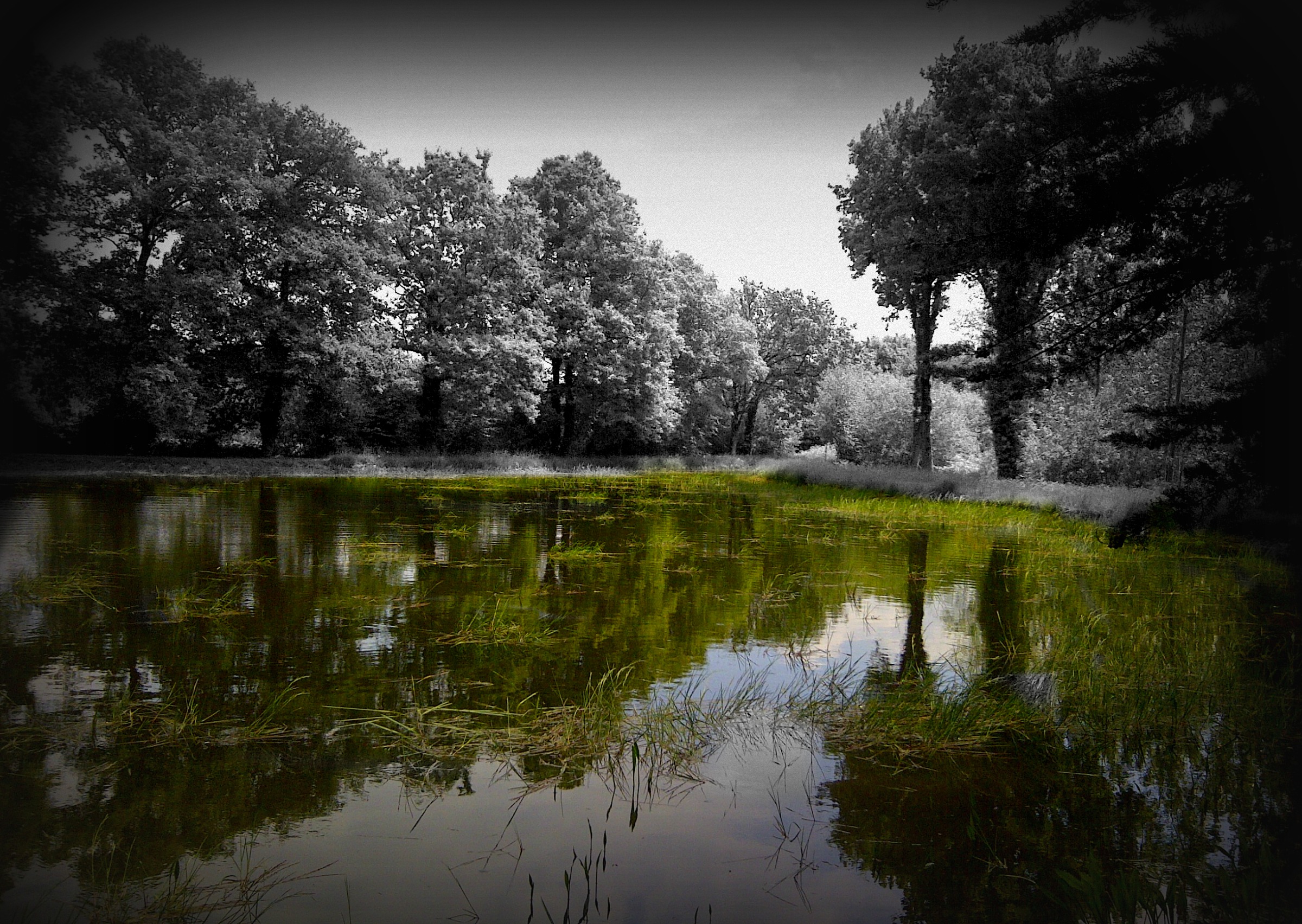 Fonds d'cran Nature Arbres - Forts 