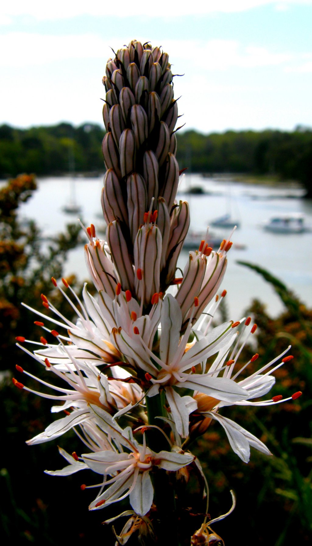 Fonds d'cran Nature Fleurs 