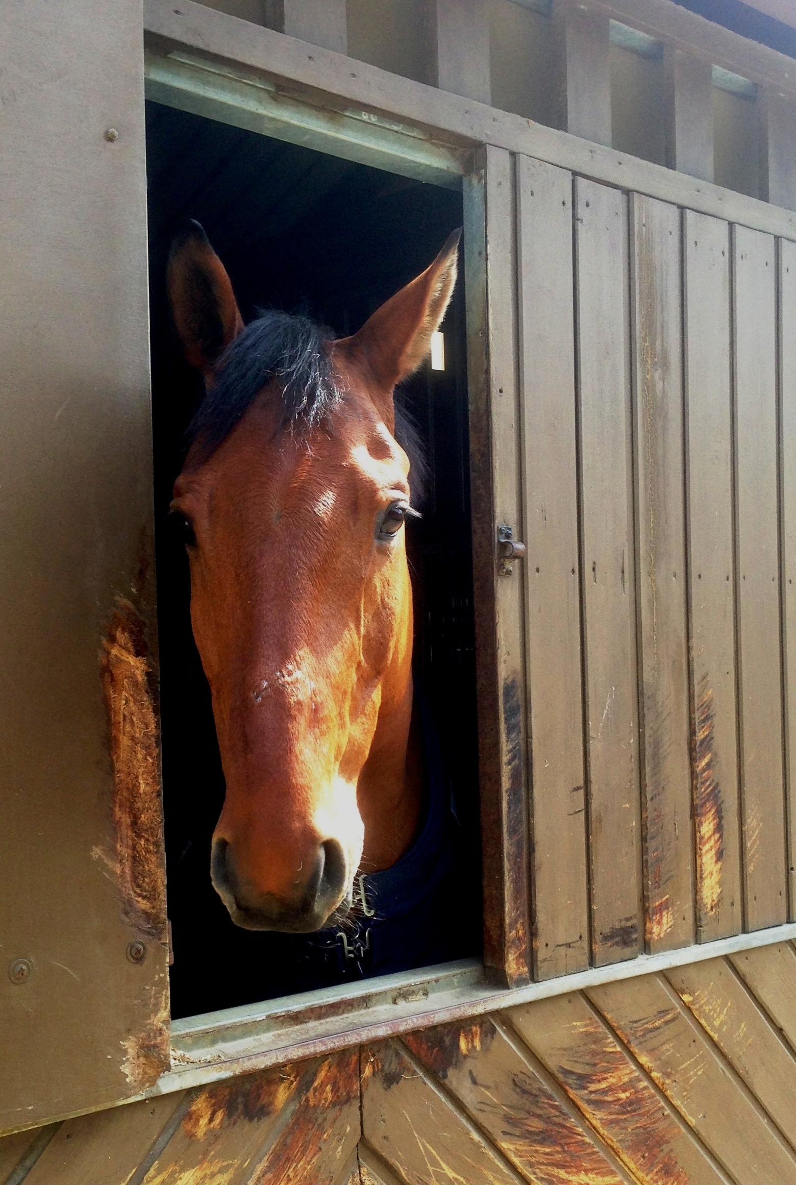 Wallpapers Animals Horses Regard émouvant 