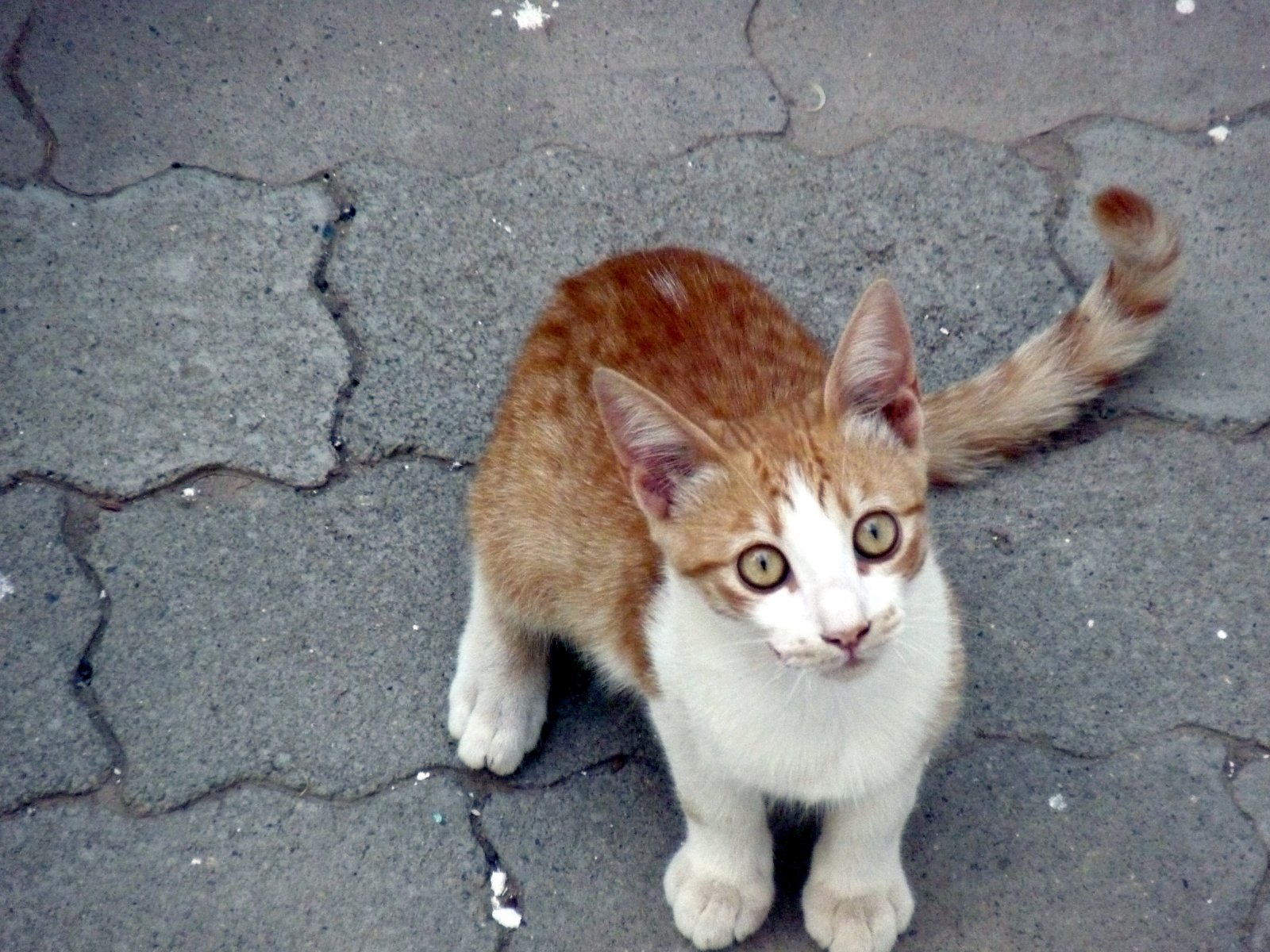 Fonds d'cran Animaux Chats - Chatons Chaton