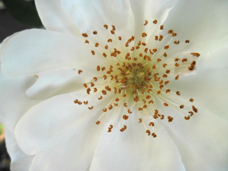 Fonds d'cran Nature Fleurs rosier iceberg