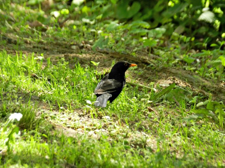 Fonds d'cran Animaux Oiseaux - Divers oiseau