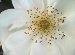  Nature rosier iceberg