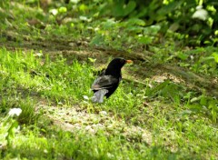  Animaux oiseau