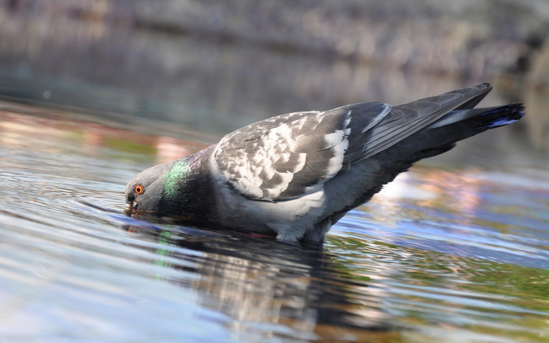 Fonds d'cran Animaux Oiseaux - Pigeons et Tourterelles 