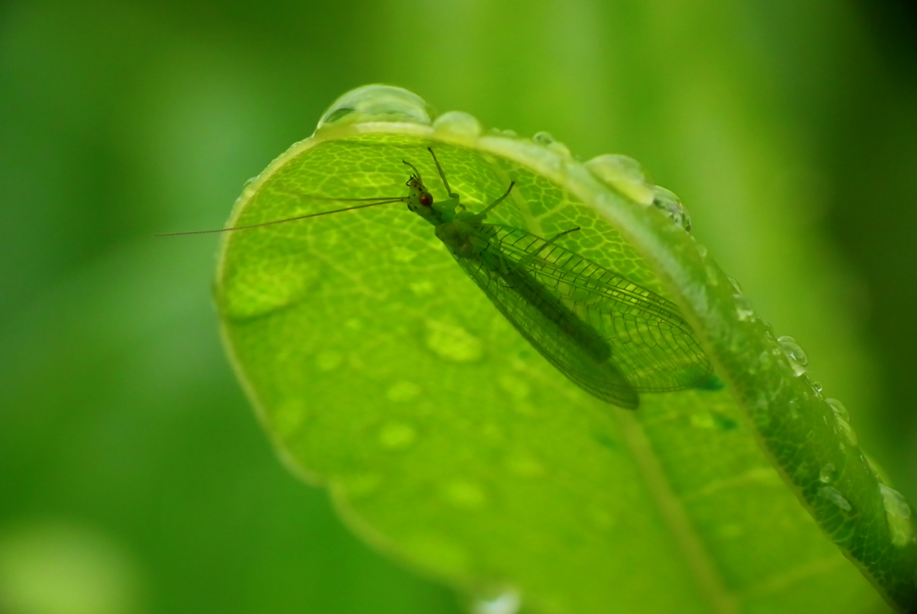 Fonds d'cran Animaux Insectes - Divers 