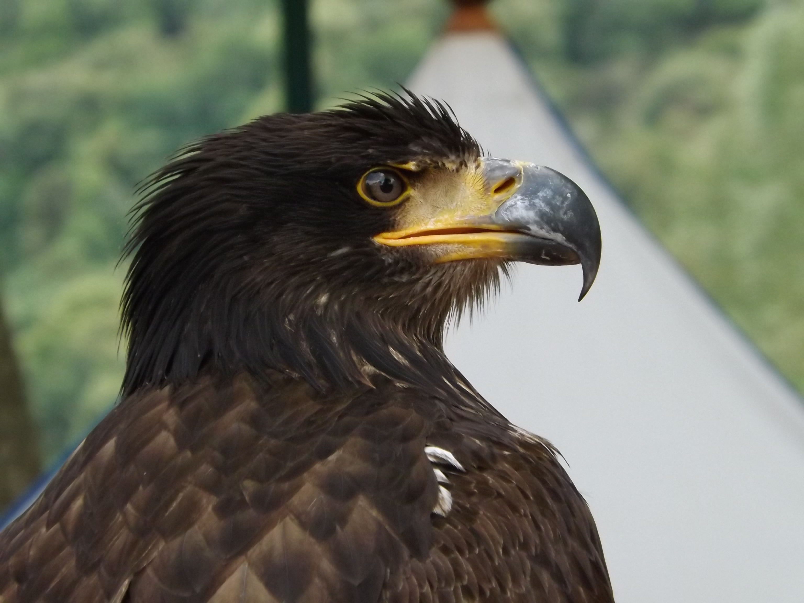 Fonds d'cran Animaux Oiseaux - Rapaces divers 