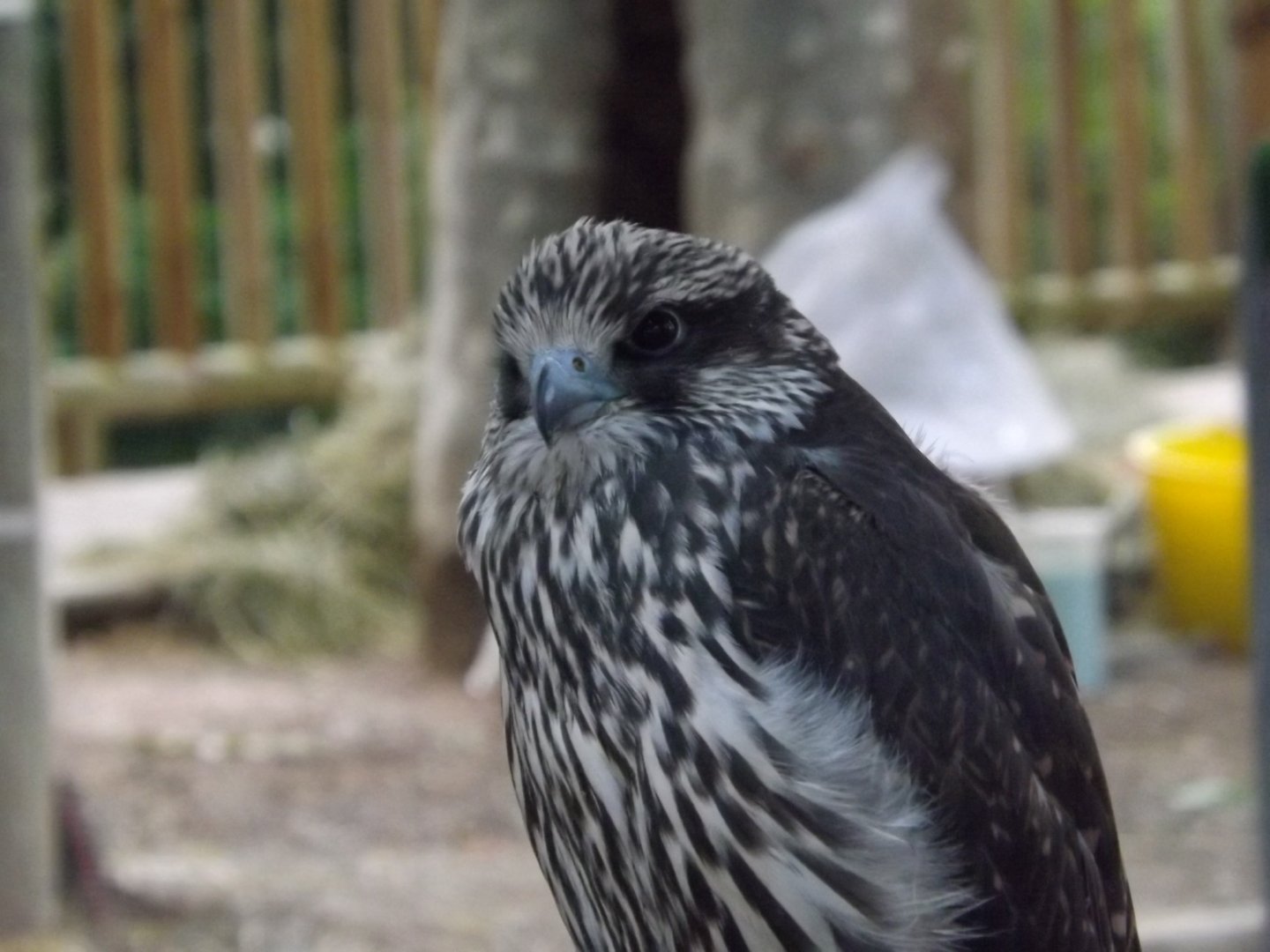 Fonds d'cran Animaux Oiseaux - Rapaces divers 