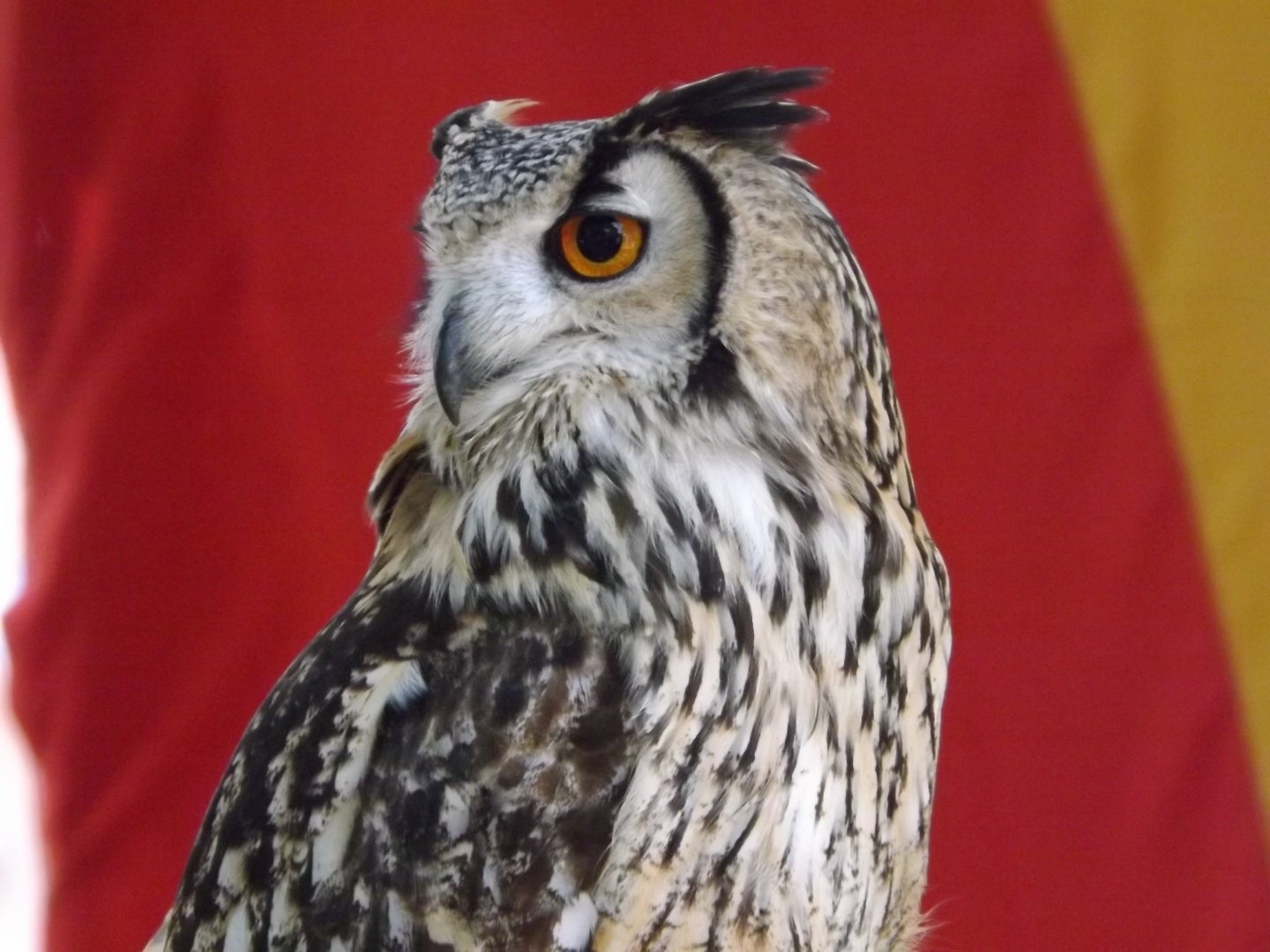 Fonds d'cran Animaux Oiseaux - Rapaces divers 