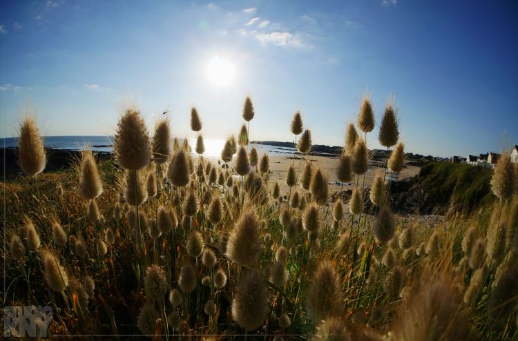 Fonds d'cran Nature Mers - Ocans - Plages Batz 1 