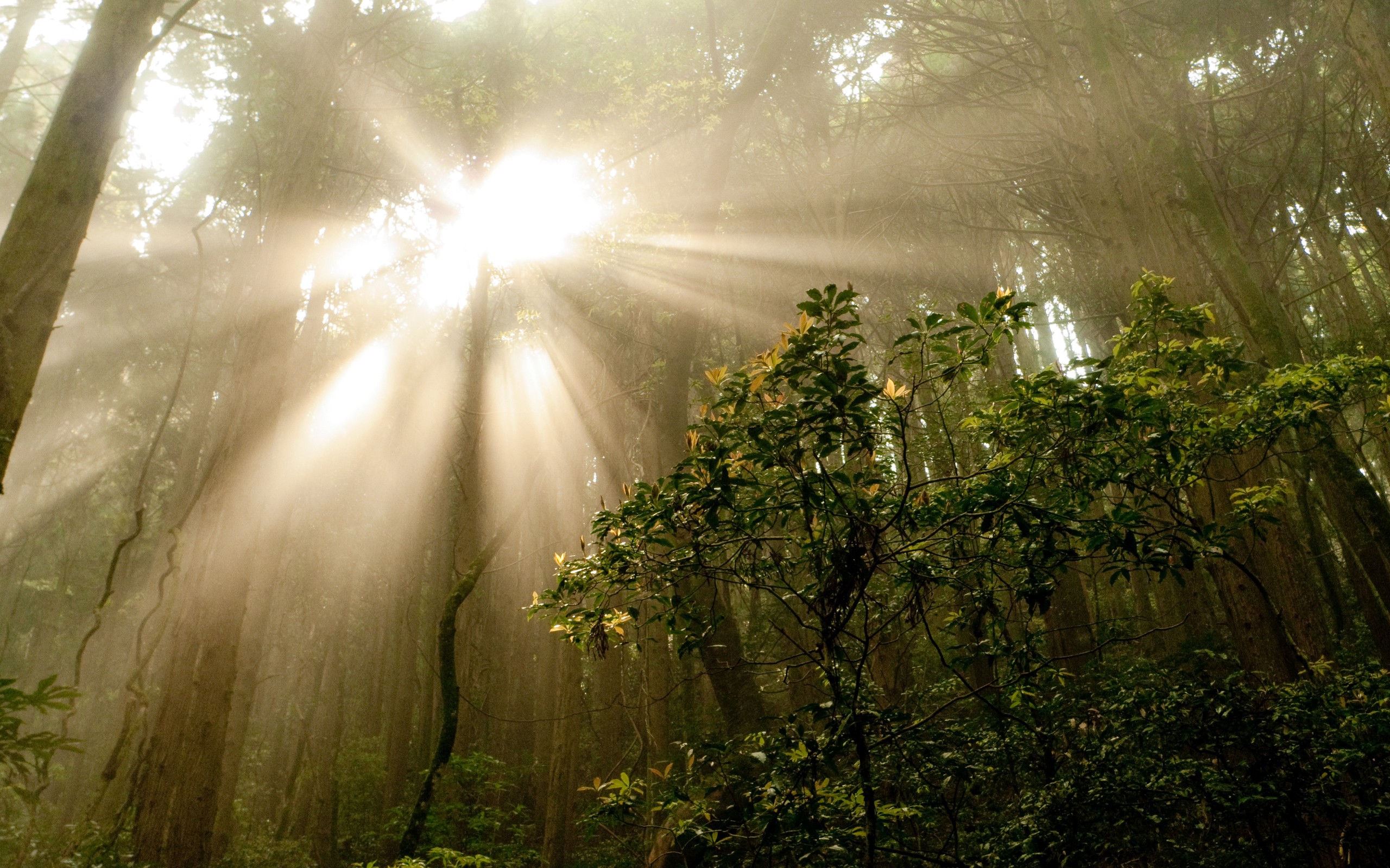 Fonds d'cran Nature Arbres - Forts 