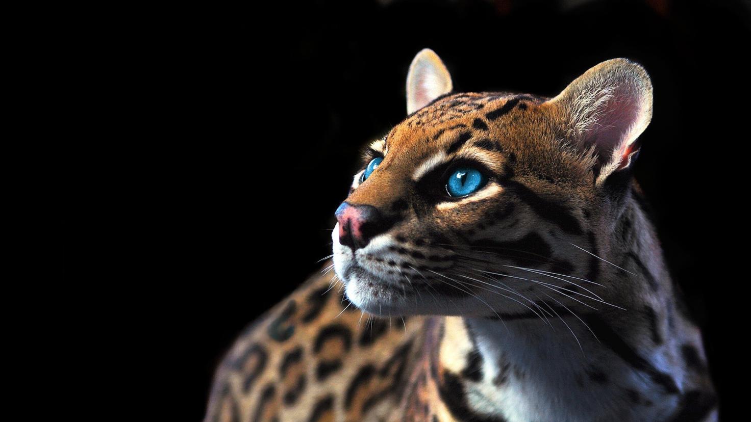 Wallpapers Animals Felines - Ocelots, Margays, Oncilles Oneiric Ocelot