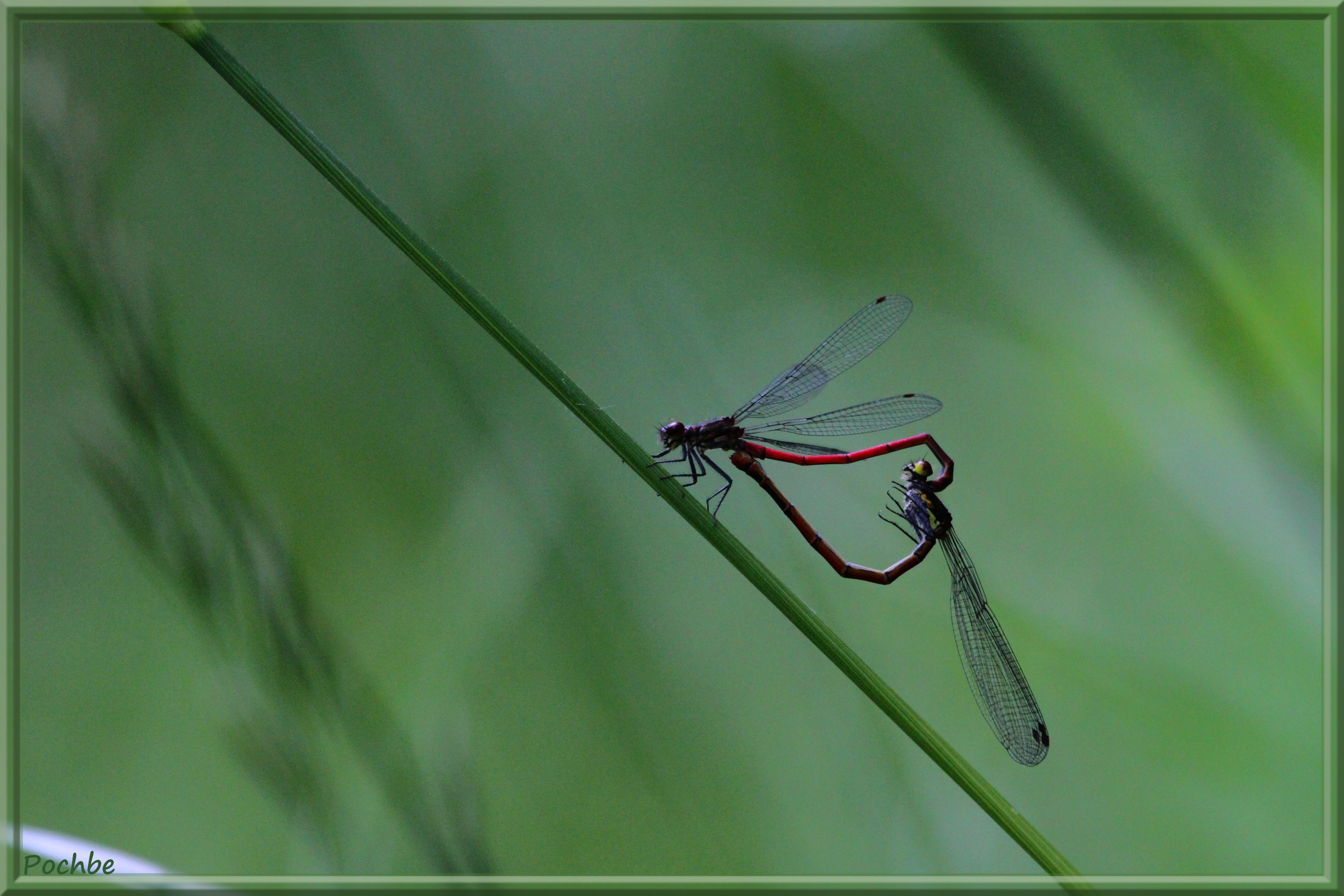 Fonds d'cran Animaux Insectes - Libellules 