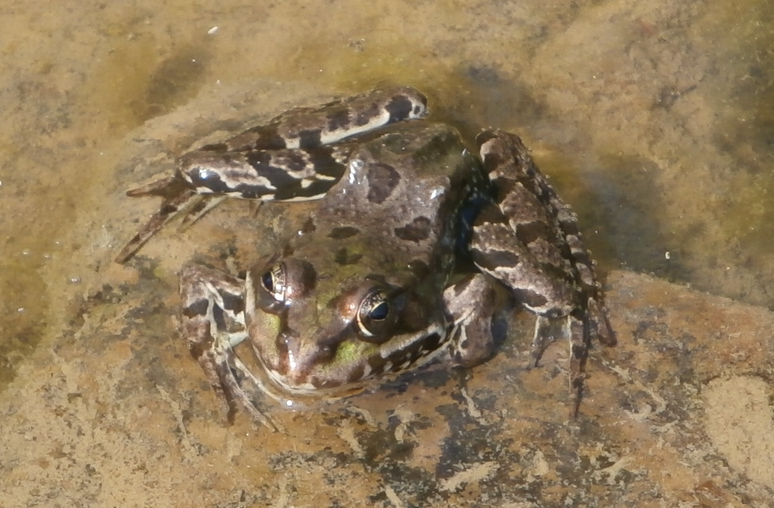 Wallpapers Animals Frogs - Toads Jardins du Lac de Bambois (Fosses-la-Ville)  BE