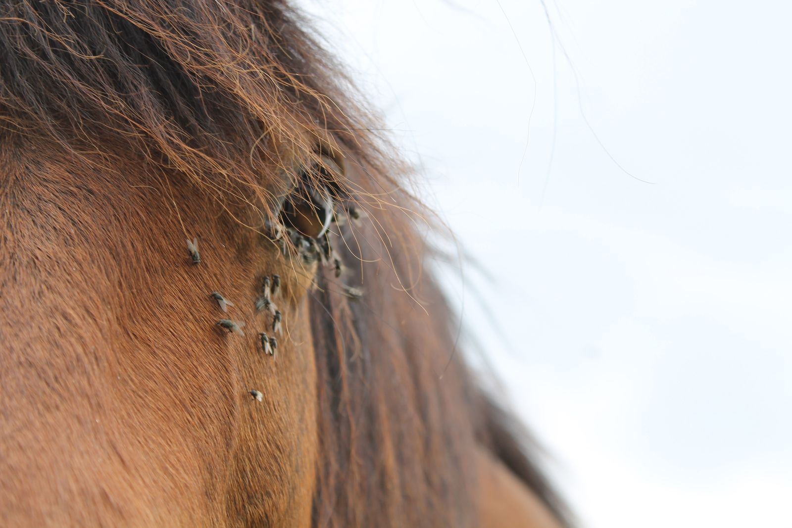 Fonds d'cran Animaux Chevaux 