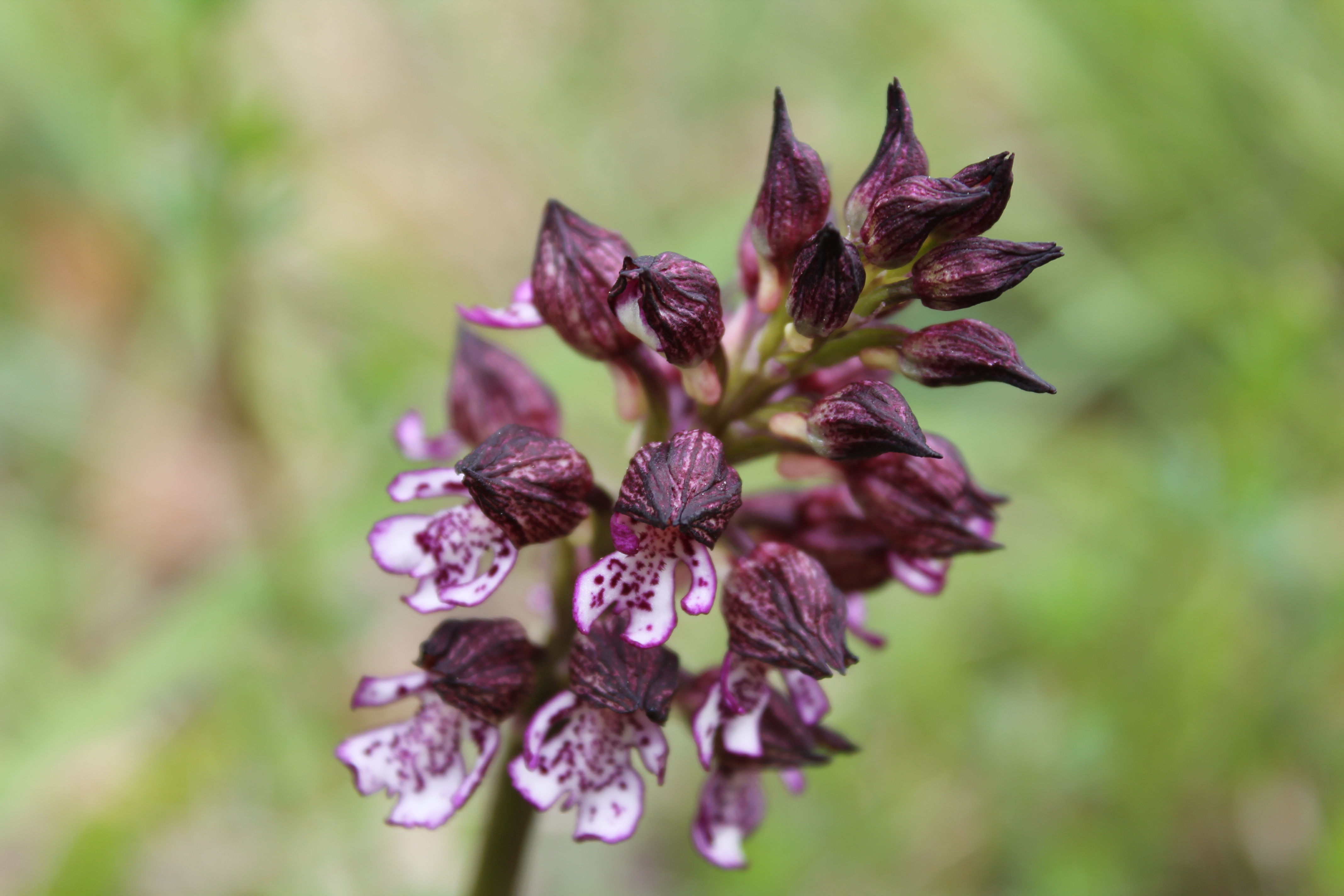 Fonds d'cran Nature Fleurs 