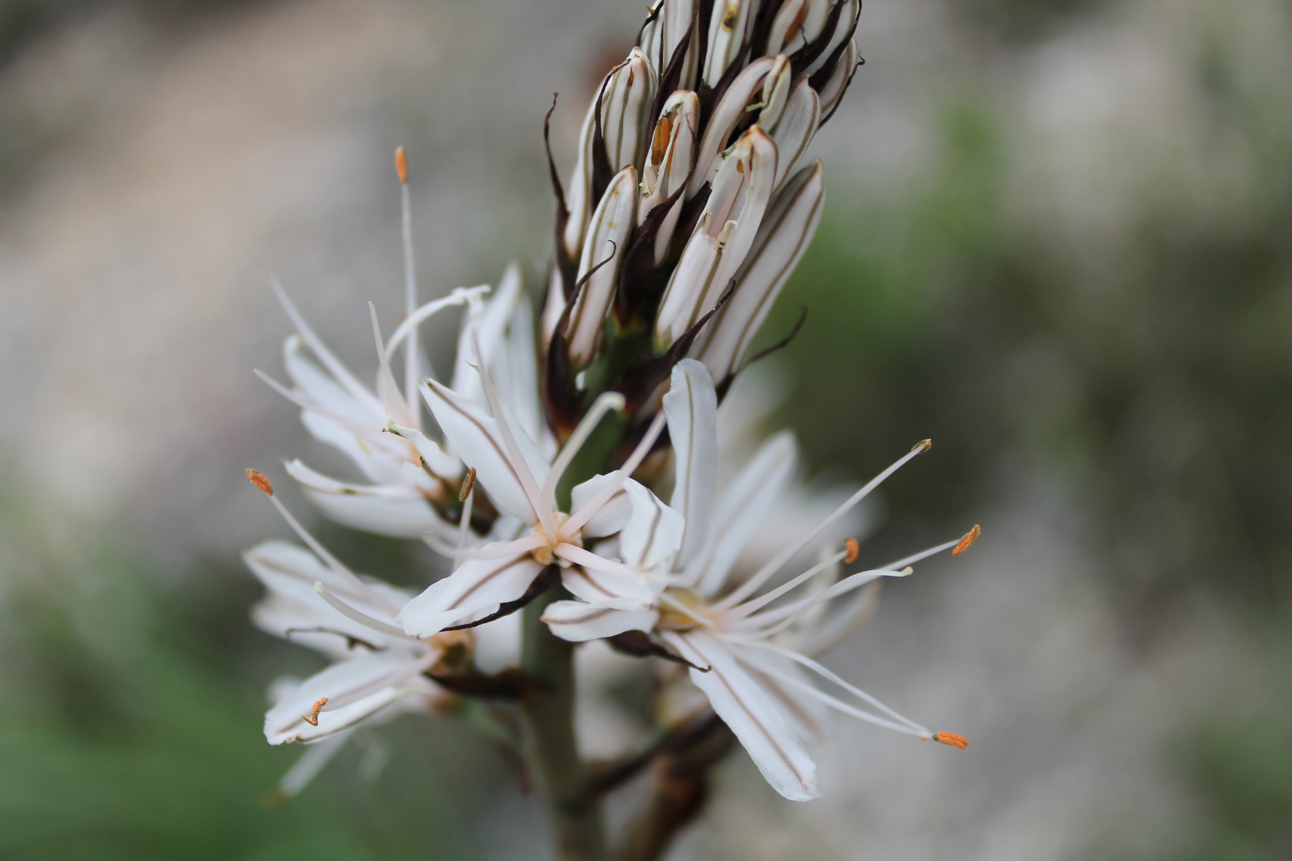 Fonds d'cran Nature Fleurs 