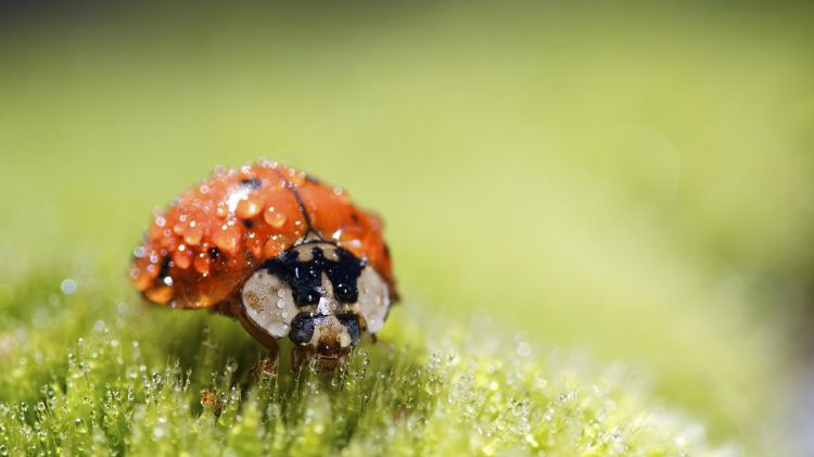 Fonds d'cran Animaux Insectes - Coccinelles Wallpaper N345399