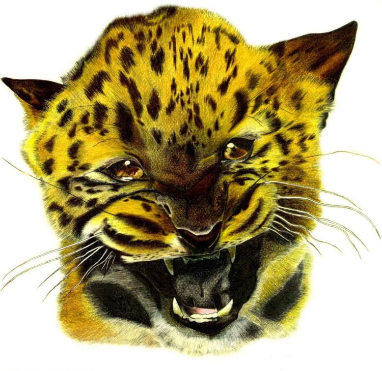 Wallpapers Art - Pencil Animals - Panthers Petite Panthère aux crayons et mine graphite