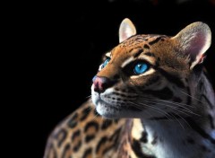  Animaux Oneiric Ocelot