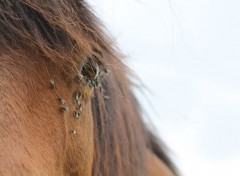  Animaux Image sans titre N345630