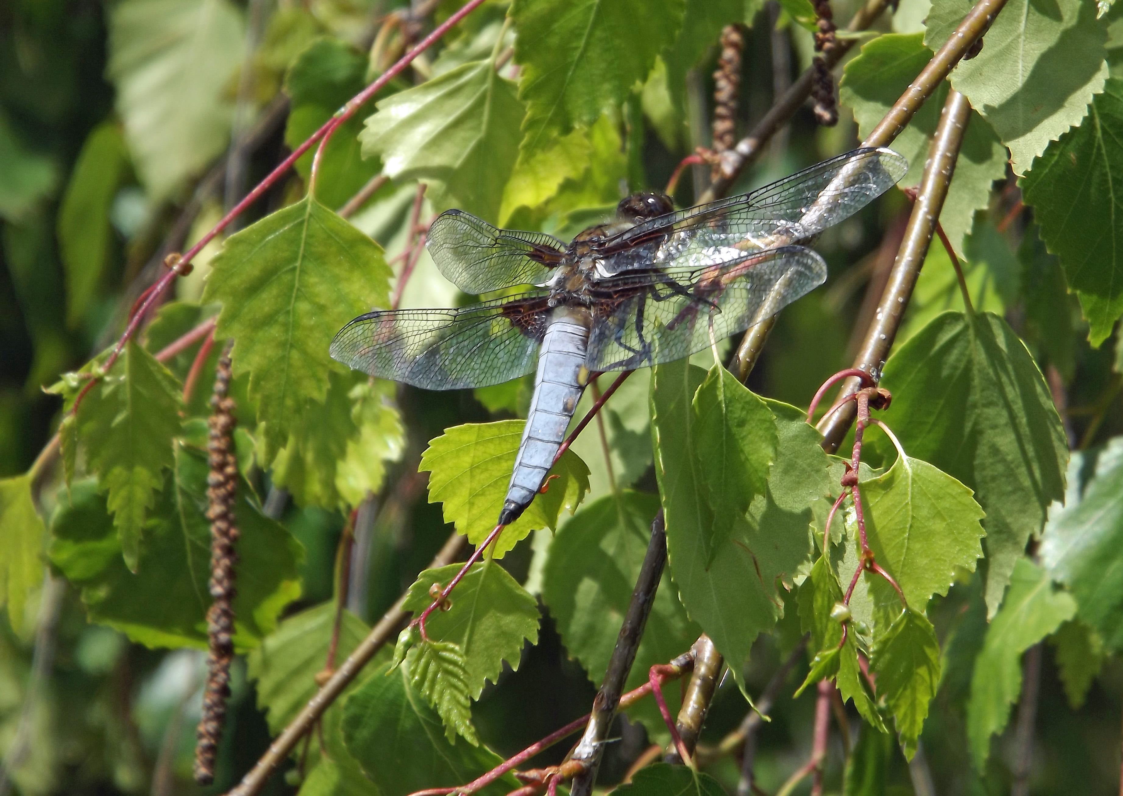 Fonds d'cran Animaux Insectes - Libellules corps bleu, tête brune