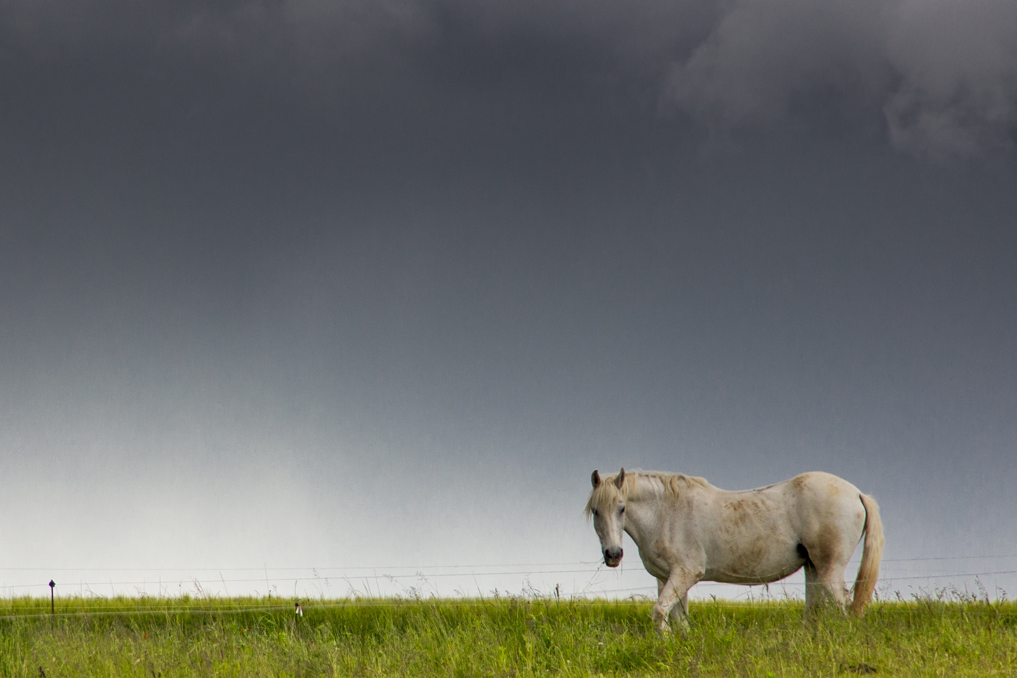 Fonds d'cran Animaux Chevaux 