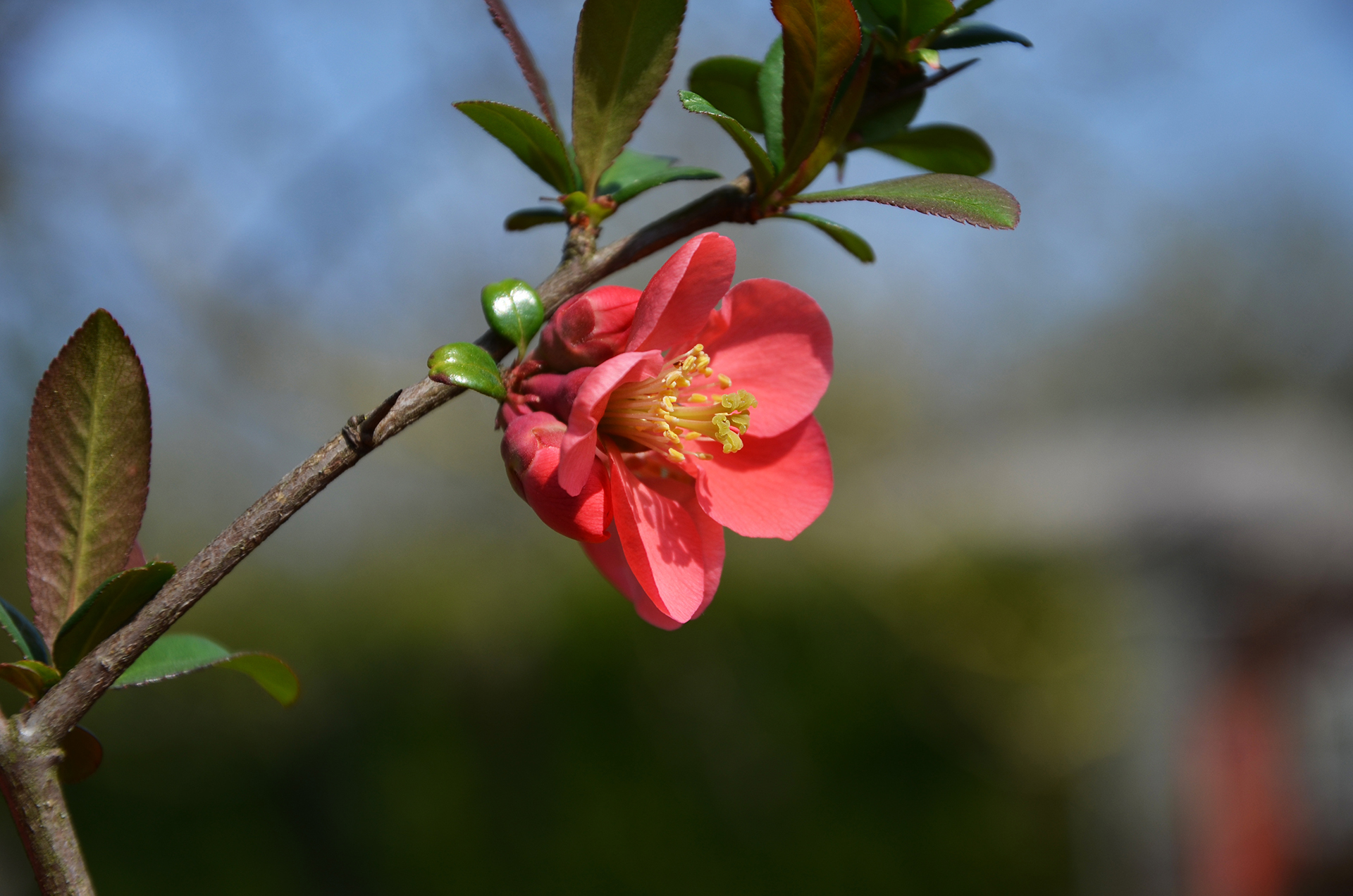 Fonds d'cran Nature Fleurs 