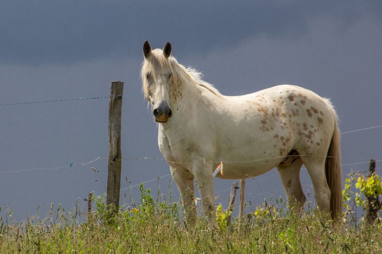 Fonds d'cran Animaux Chevaux Wallpaper N345785