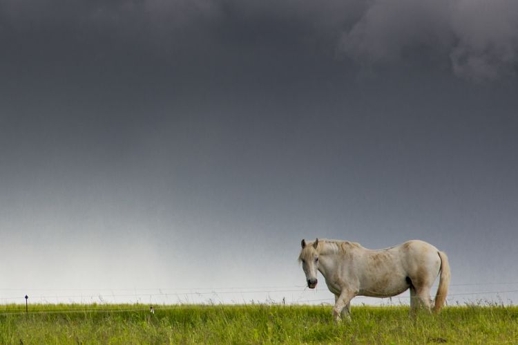 Fonds d'cran Animaux Chevaux Wallpaper N345786