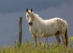  Animaux Image sans titre N345785