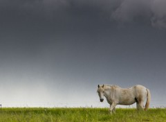  Animaux Image sans titre N345786