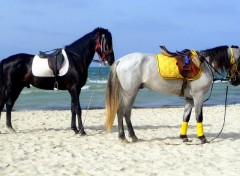  Voyages : Afrique DJERBA LA DOUCE 2010