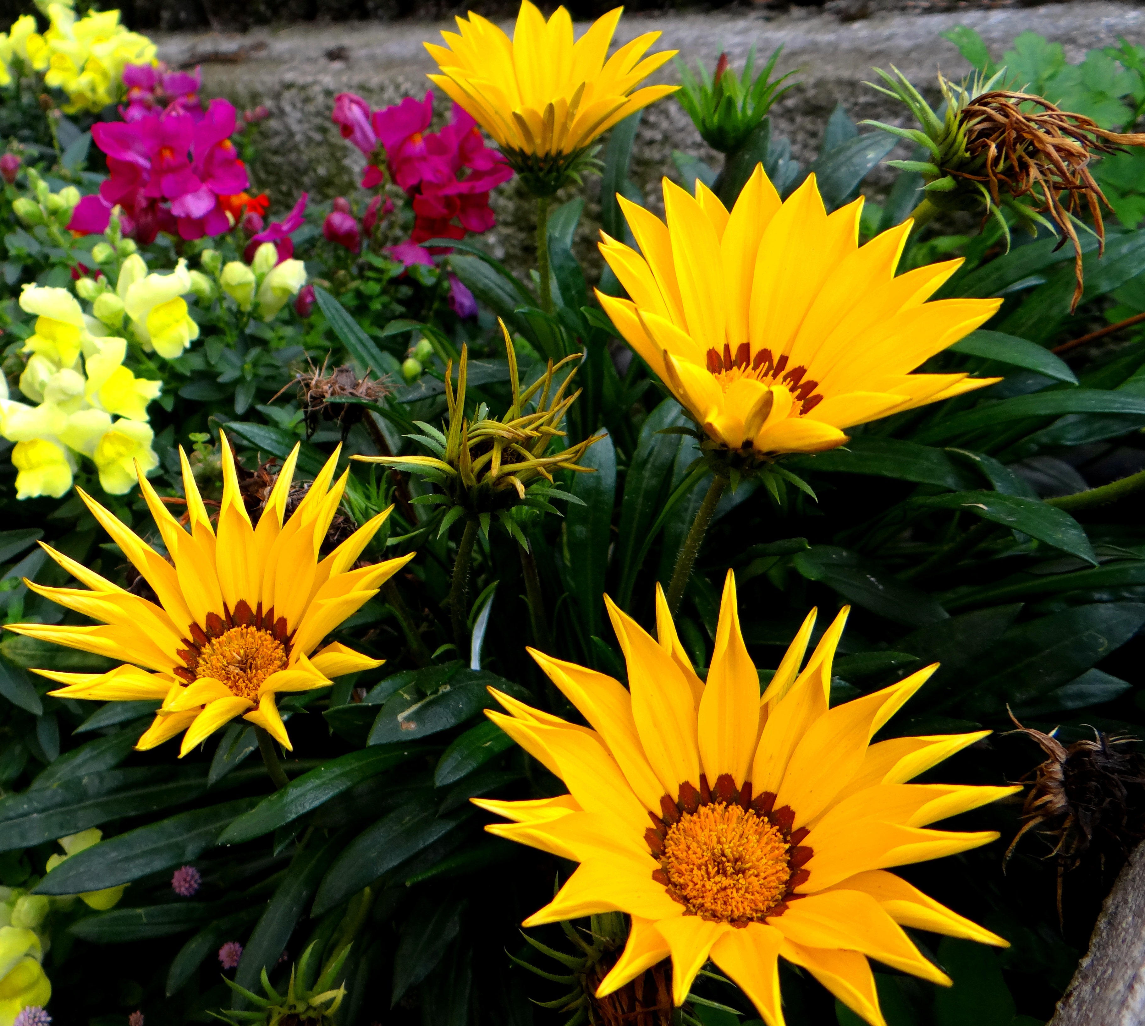 Fonds d'cran Nature Fleurs Nature en Colombie