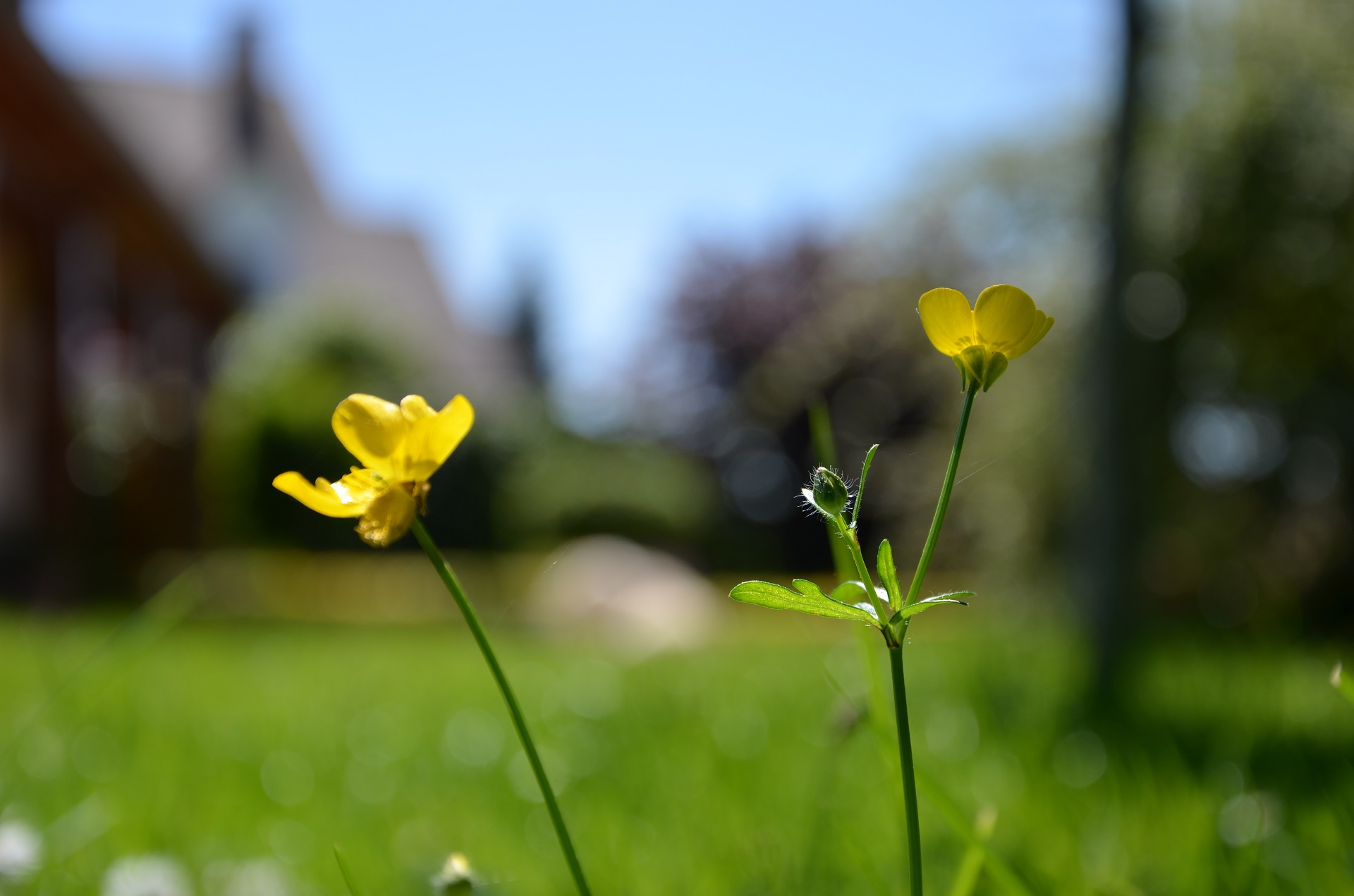 Fonds d'cran Nature Fleurs 