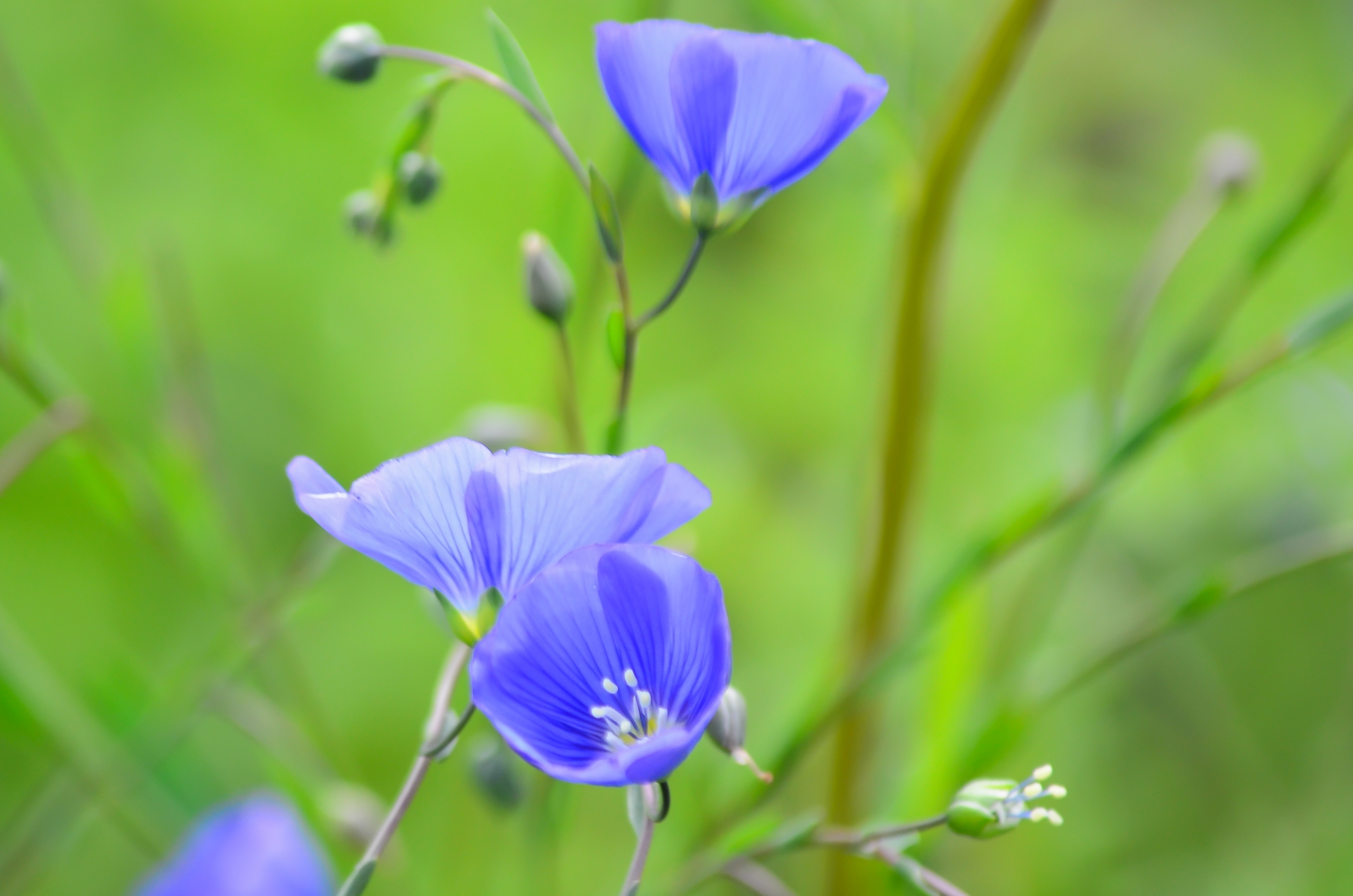 Fonds d'cran Nature Fleurs 