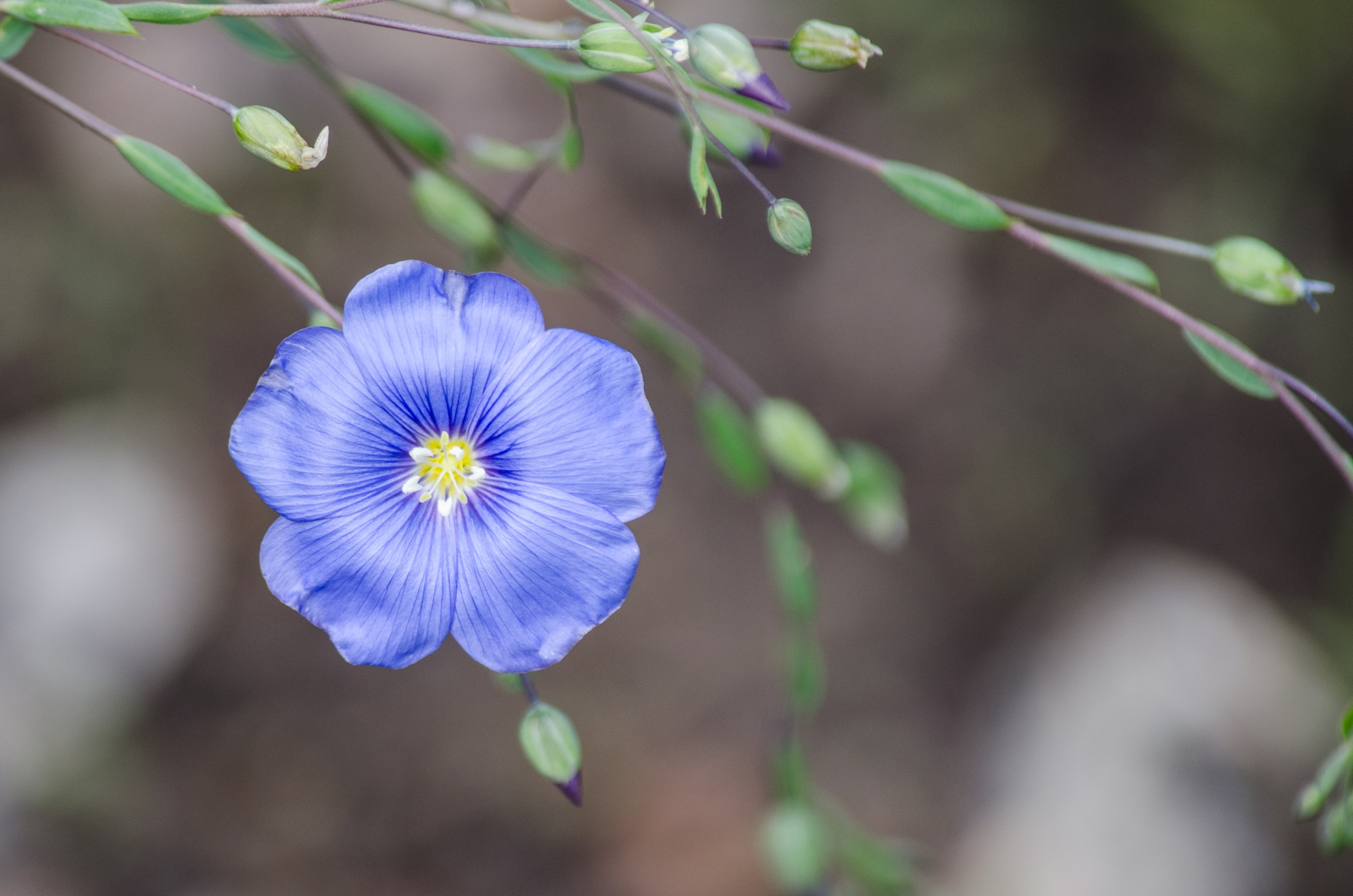 Wallpapers Nature Flowers 