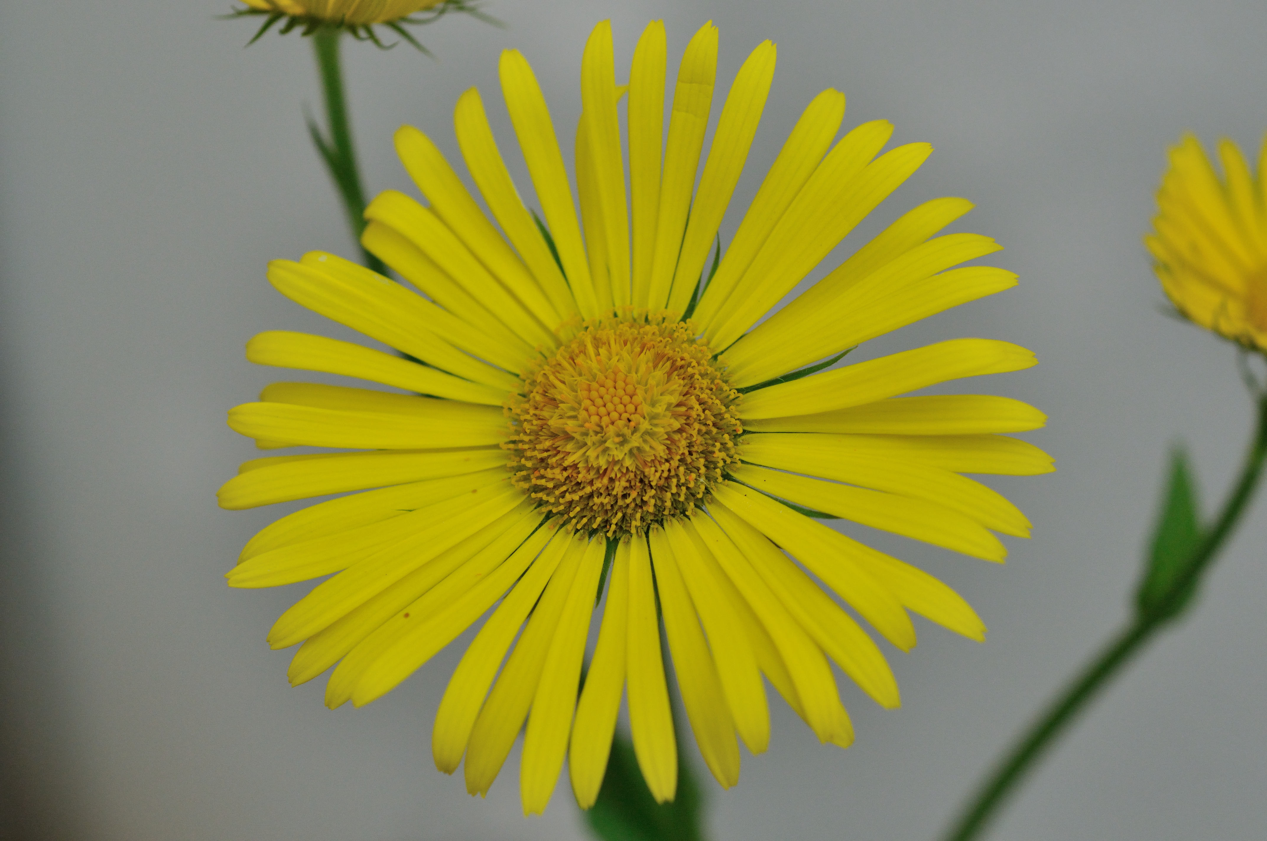 Fonds d'cran Nature Fleurs Fleurs du jardin