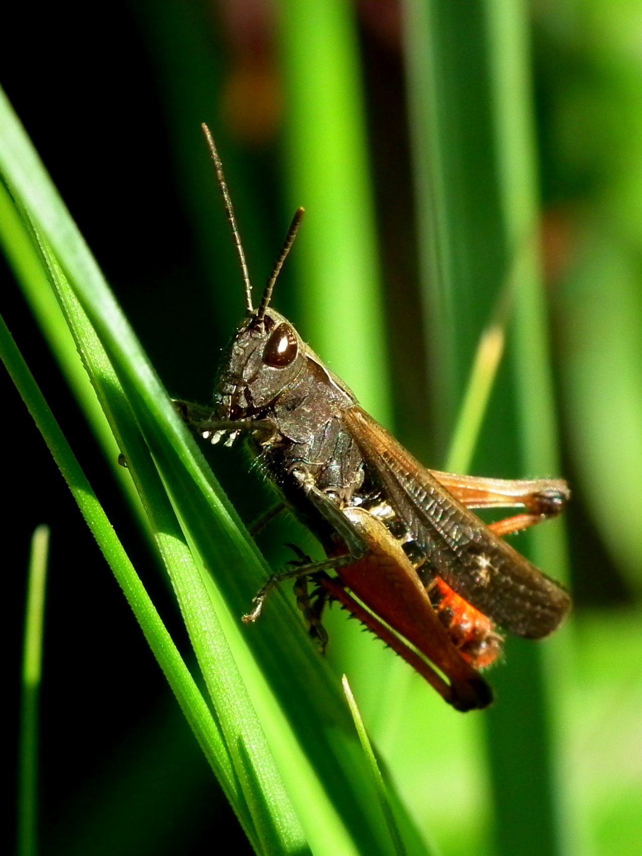 Wallpapers Animals Insects - Grasshoppers and Locusts Criquet noir bne- Omocestus ventralis