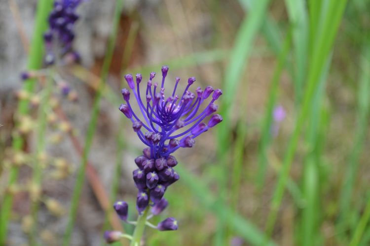 Fonds d'cran Nature Fleurs fleur 