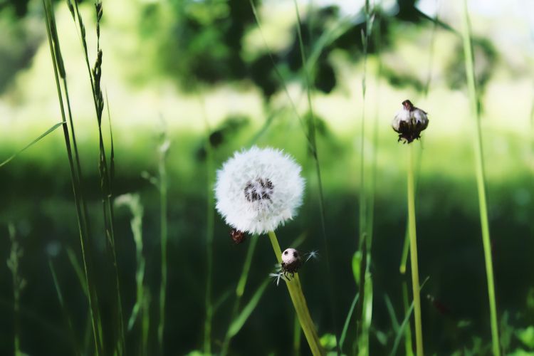 Fonds d'cran Nature Fleurs Paysages de Thollon