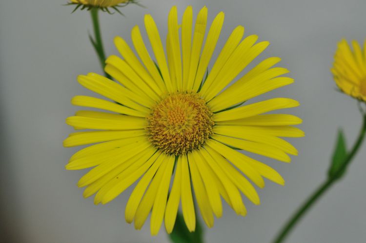 Fonds d'cran Nature Fleurs Fleurs du jardin