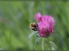  Animaux Image sans titre N345908