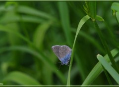  Animaux Image sans titre N345911