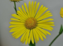  Nature Fleurs du jardin