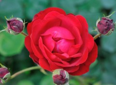  Nature Fleurs du jardin